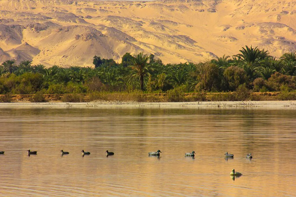 Bahariya Oasis